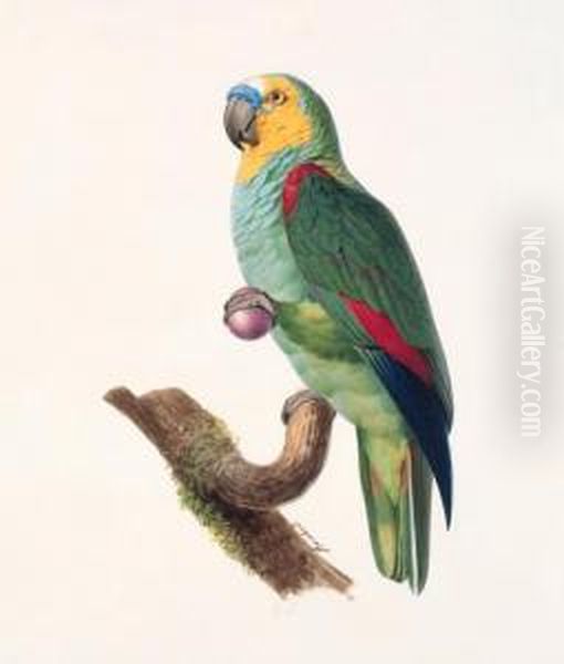 Amazone A Front Bleu, Male - 
Blue-fronted Amazon, Male - Amazona Aestiva. Native To South America. Oil Painting by Jacques Barraband