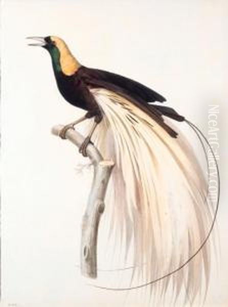 Le Grand Oiseau De Paradis 
Emeraude, Male - Greater Bird Of Paradise, Male - Paradisaea Apoda. 
Native To New Guinea. Oil Painting by Jacques Barraband