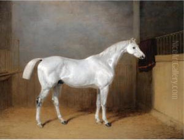 A Favourite Grey Horse Belonging To George Reed Standing In A Loose Box Oil Painting by William Barraud