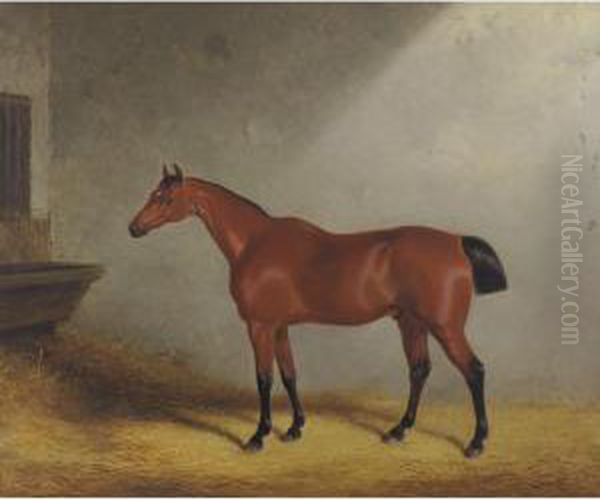 Portrait Of The Hunter Dolla Aged 17 Years In A Loose Box, 1833 Oil Painting by William Barraud