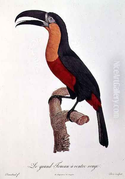 Toucan- Great Red-Bellied by Jacques Barraband Oil Painting by Jacques Barraband