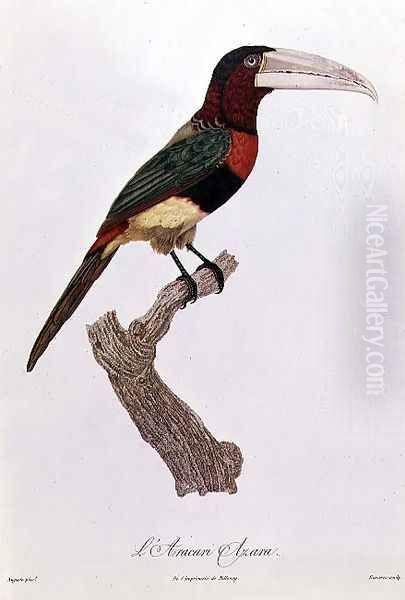 Azara Aracari Oil Painting by Jacques Barraband