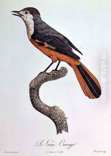 Orange Jay Oil Painting by Jacques Barraband