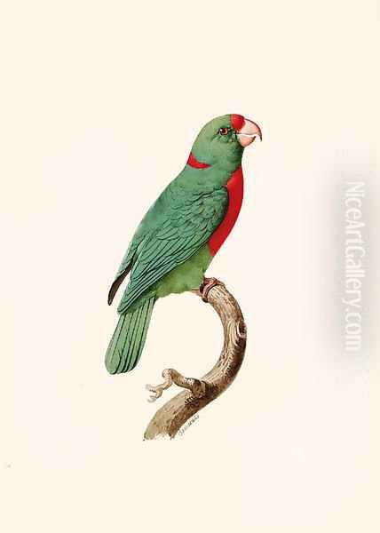 Le Perroquet Langlois (Red-fronted Parrot) Oil Painting by Jacques Barraband