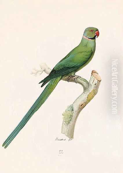 Psittacula krameri (Ring-necked Parrakeet) Oil Painting by Jacques Barraband