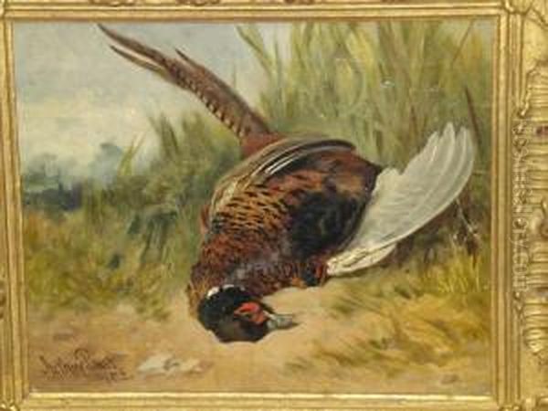 Study Of A Dead Cock Pheasant Oil Painting by Arthur Batt