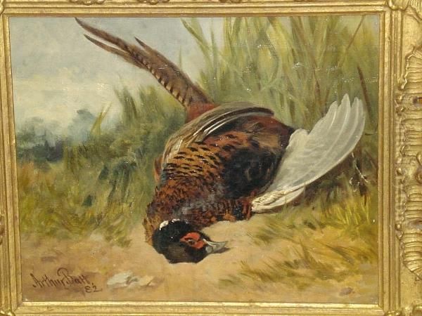 Study Of A Dead Cock Pheasant, Signed And Dated '82 Oil Painting by Arthur Batt