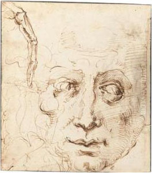 Recto: Sheet Of Studies With The Head Of A Man And A Skeletal Finger Oil Painting by Domenico Beccafumi