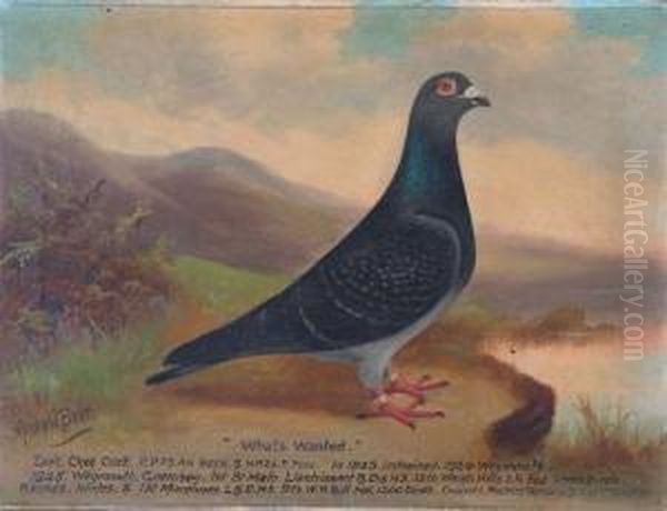 Portrait Of The Racing Pigeons 'what's Wanted' And 'red Prints' Oil Painting by William Andrew Beer