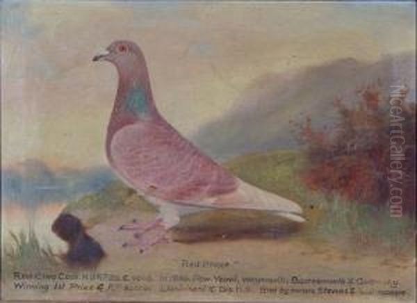 Portrait Of The Racing Pigeon Oil Painting by William Andrew Beer