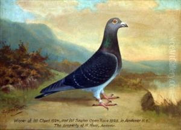 Portrait Of A Pigeon 'winner Of 1st Chard 1924 Oil Painting by William Andrew Beer