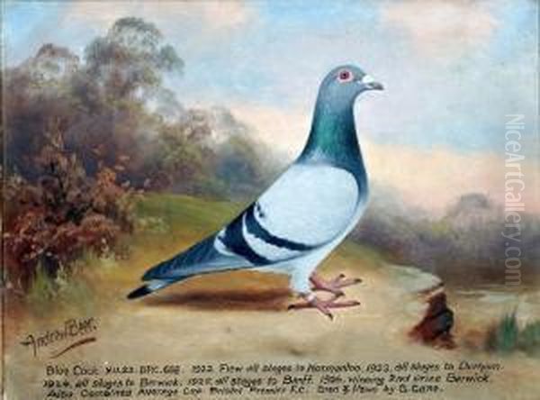 Study Of A Racing Pigeon; Blue Cock N.u.22.b.p.c.688, Bred And Flown By G. Gane Oil Painting by William Andrew Beer