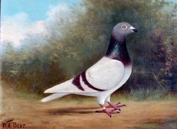 Study Of A Racing Pigeon Oil Painting by William Andrew Beer