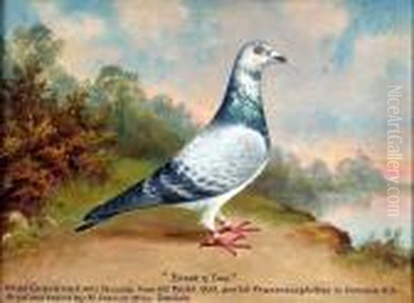 Study Of A Prize Racing Pigeon Oil Painting by William Andrew Beer