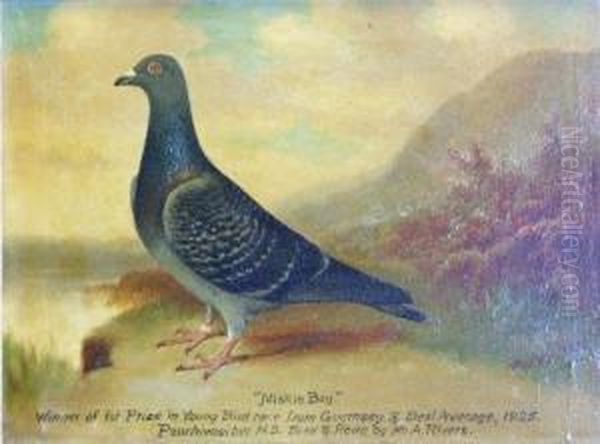 Study Of The Prize Racingpigeon 'miskin Boy' Oil Painting by William Andrew Beer