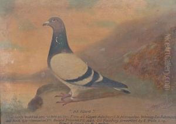 'all Alone' - A Blue Cock, And 'great Surprise' - A Dark Cheq Hen Oil Painting by William Andrew Beer