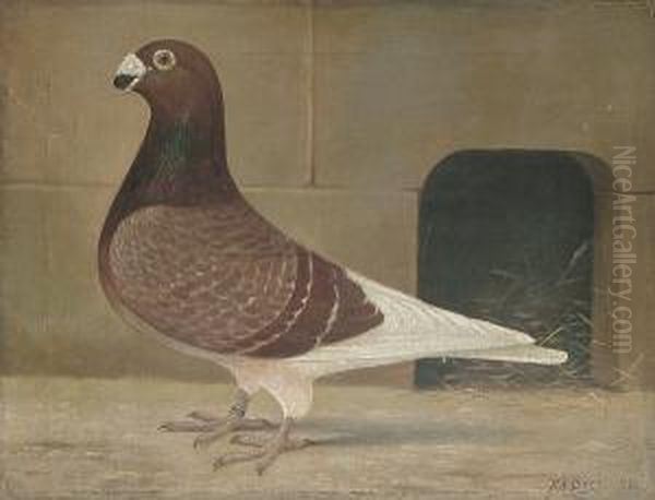 Portrait Of A Prize Racing Pigeon Oil Painting by William Andrew Beer