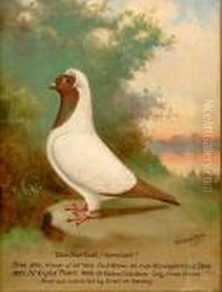 A Pair Of Racing Pigeons Oil Painting by William Andrew Beer