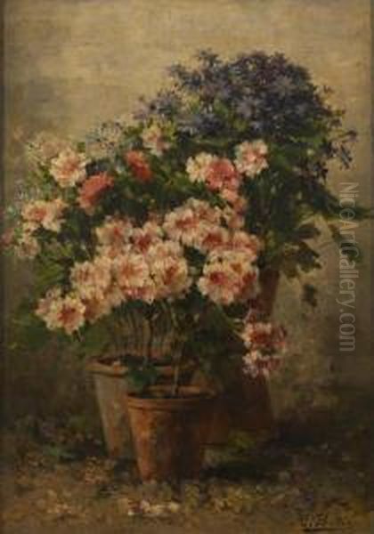 Pelargoniums Et Asters Enfleurs by Hubert Bellis