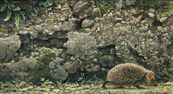 Hedgehog Oil Painting by Robert Bateman