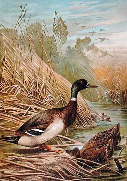 Mallards, illustration from a Hungarian natural history book, 1904 Oil Painting by Alfred Brehm