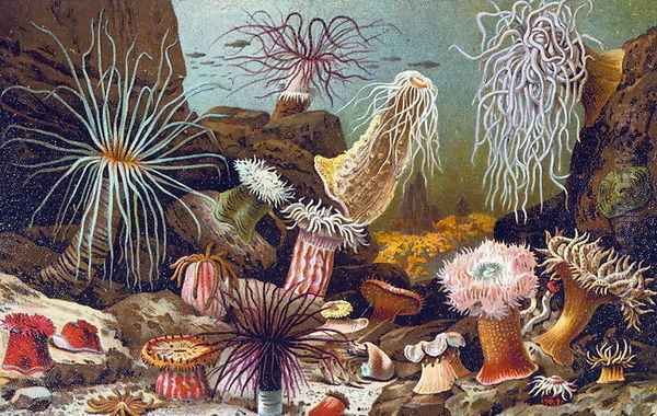 Sea Anemones, from a Hungarian natural history book, c.1900 Oil Painting by Alfred Brehm