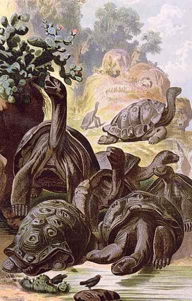 Giant Tortoises from the Galapagos Islands, from a natural history book, 1887 Oil Painting by Alfred Brehm