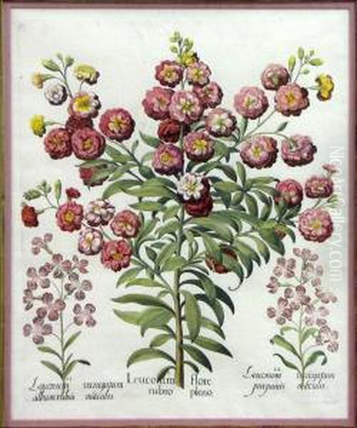 Botanical: Leucoium Flore Rubro Pleno Oil Painting by Basilius Besler