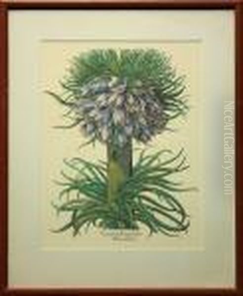 Botanical Print: Corona Imperialis Polvanthos Oil Painting by Basilius Besler