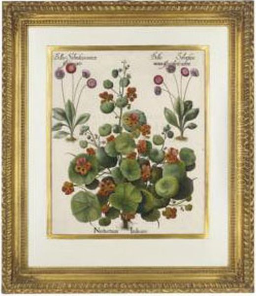 Nasturtium Indicum; And Ceruicariamaior Syluestris Oil Painting by Basilius Besler