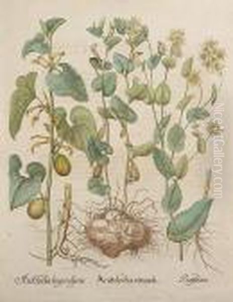 Aristolochia Rotunda, From Hortuseystettensis Oil Painting by Basilius Besler