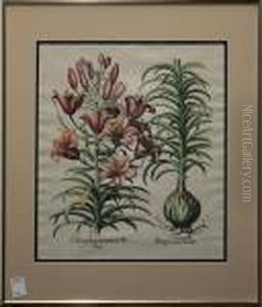 Lilium Purpureum Oil Painting by Basilius Besler