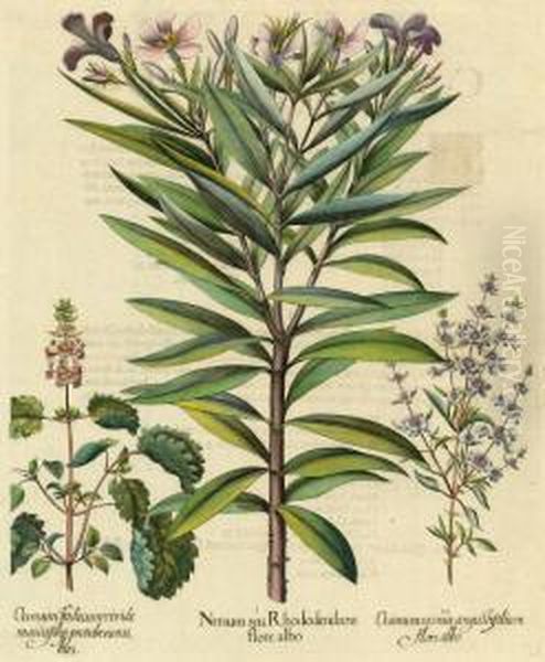 Rhododendron Oil Painting by Basilius Besler