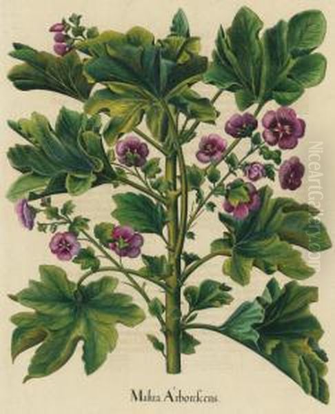 Malua Arborescens Oil Painting by Basilius Besler