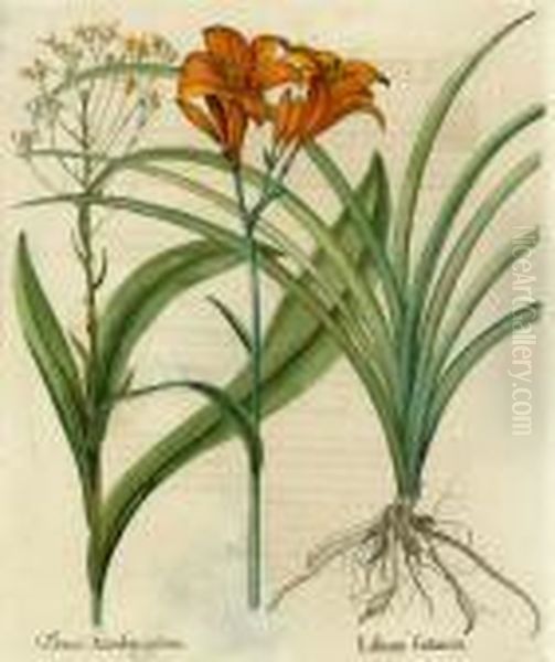 Lilium Oil Painting by Basilius Besler