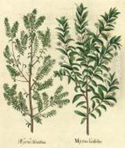 Myrtus Oil Painting by Basilius Besler