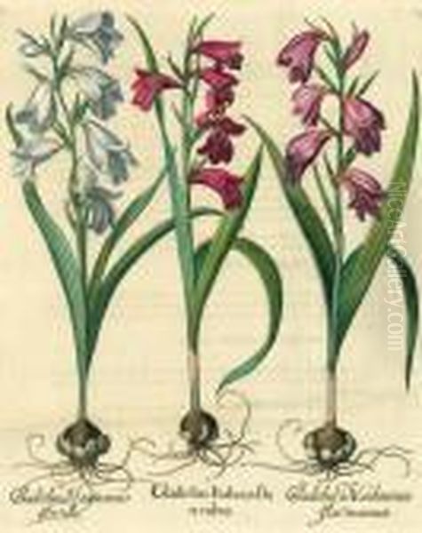 Gladiolusitalicusflo Oil Painting by Basilius Besler