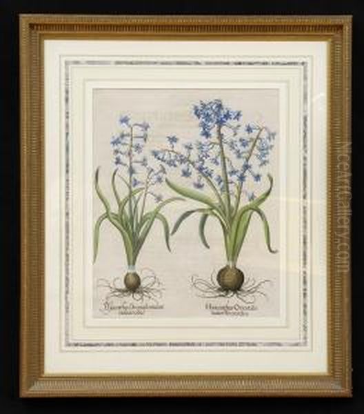 Hyacinthus Orientalis Oil Painting by Basilius Besler