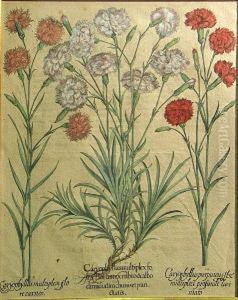 Caryophyllus Multiplexfo Ins Florumexrubro..., From Hortus Eystettensis Oil Painting by Basilius Besler