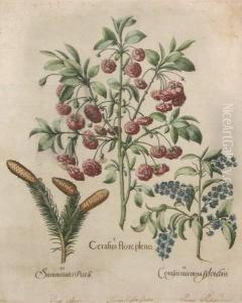 Cerasus Florepeno, Cerasus Meemosa Sylvestris, Summitates Piceae. Oil Painting by Basilius Besler