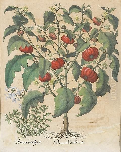 Solanum Pomiferum; Piper Indicum Maxi Mum Longuum, From Hortus Eystettensis Oil Painting by Basilius Besler