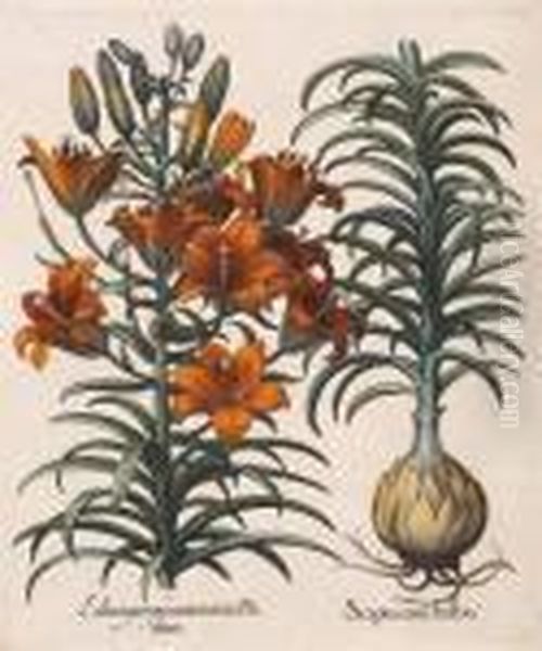 Balaustia, Prunus Myrobalanus 
Rotundus, Mala Armeniaca; Lilium Purpureum, Scapus Cum Bulbo Oil Painting by Basilius Besler