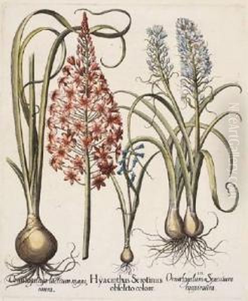 Hyacinthus Serolinus Obsoleto 
Colore; Muscari Obsoleto Albo Flore; Pseudo Narcissus; Colchicum Vulgare
 Purpura Oil Painting by Basilius Besler