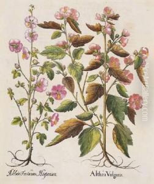 Althea Vulgaris; Geranium Anglicanum; Thalictrum Flore Incarnato; Nepetella Oil Painting by Basilius Besler