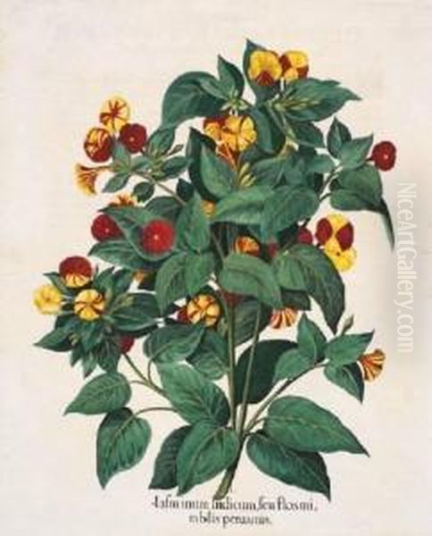 Jasminum Indicum; Malua 
Arborescens; Papas Peruanorum; Lychnis Coronaria Flore Rubra Pleno Oil Painting by Basilius Besler