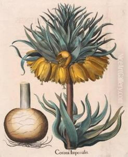 Corona Imperialis; Nolime Tangere; Siciliana Oil Painting by Basilius Besler