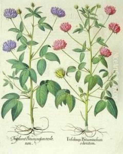 Trifolium Bituminosum Odoratum; Lichnis Sylvestris Flore; Caryophyllus Multiplex Oil Painting by Basilius Besler