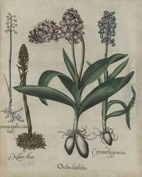 Orchis Latfolia Oil Painting by Basilius Besler