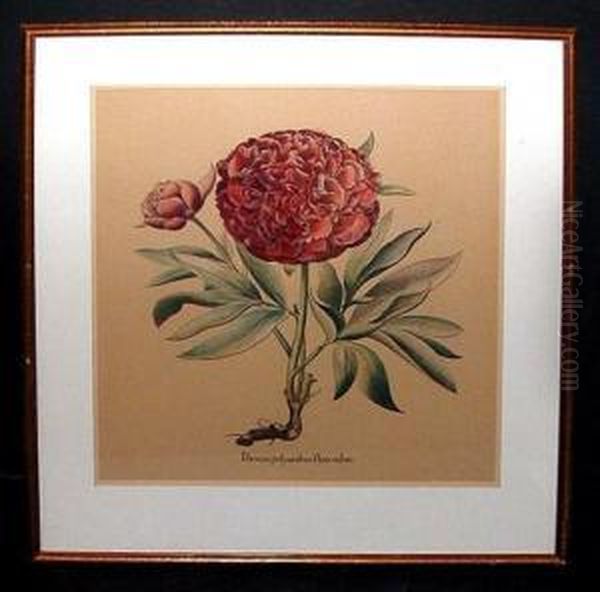 Peonia Polyanthos Flore Rubro And Caryophyllus Oil Painting by Basilius Besler