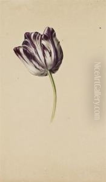 Tulipe Bicolore Violette Et Blanche Oil Painting by Pancrace Bessa